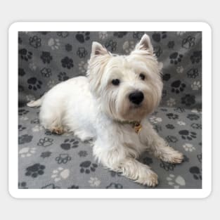 Westie Sticker